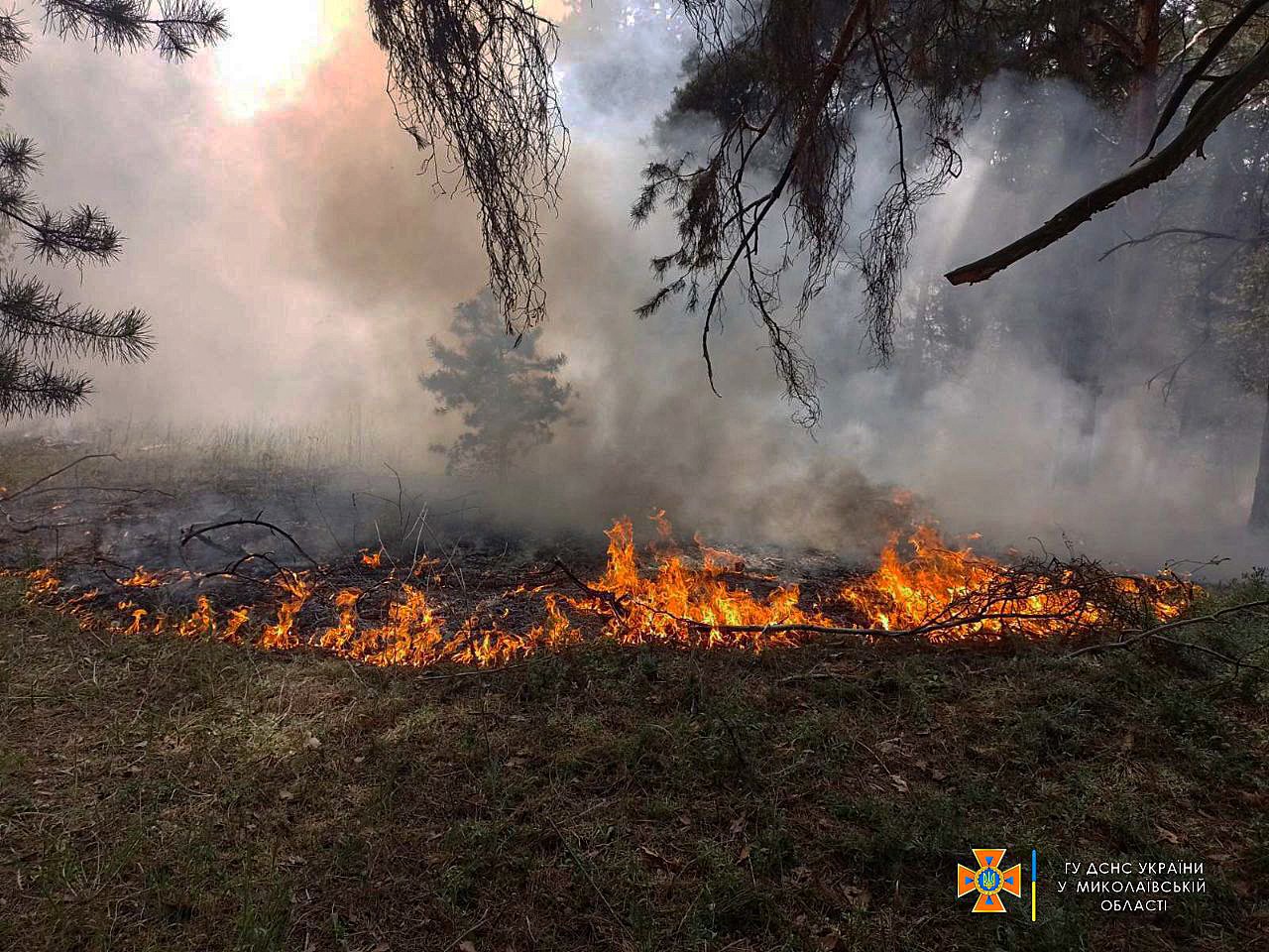 Лісова пожежа в Миколаївській області © ДСНСУ