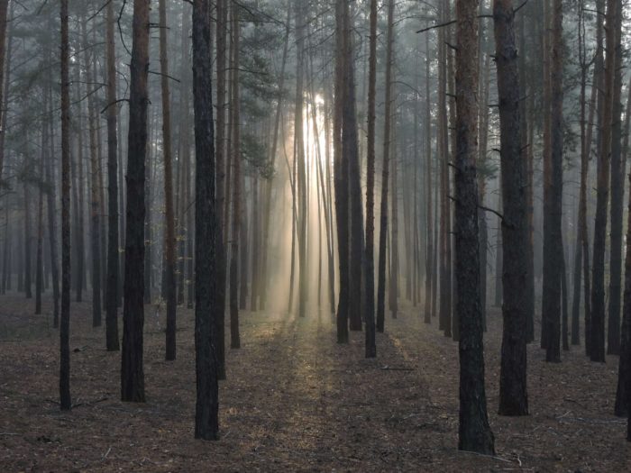 Сосни у парку “Святі гори”. Світлина: Природно-заповідний фонд України.