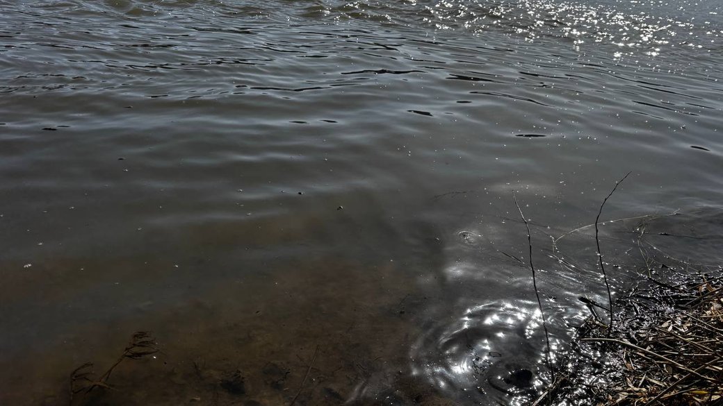 13 березня 2026 року. Річка Дністер на Вінниччині після забруднення нафтопродуктами. Фото: Світлана Наконечна / “Суспільне Вінниця”.